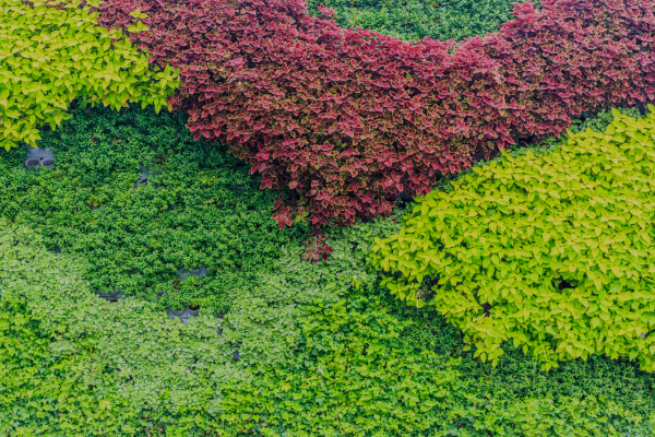 plantas preservadas